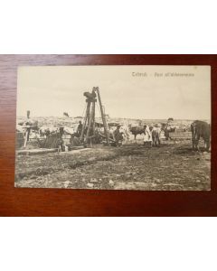 CPA Italie Tobruk Buoi all'abbeveratoio