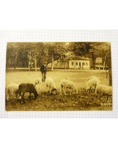 CPA RAMUNTCHO Paysage Landais élevage Moutons Berger