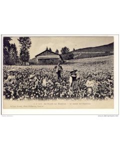 CPA Suisse Vaud Les Avants sur Montreux La saison des Narcisses