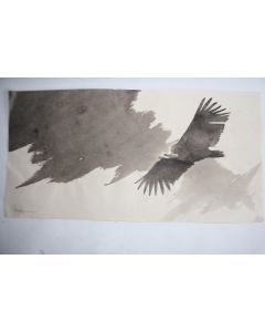 Dessin à l'encre Maxime PASTORE  Vautour moine