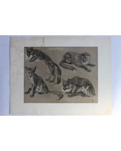 Mathurin MÉHEUT Étude d'animaux Renard 1911