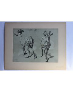Mathurin MÉHEUT Étude d'animaux Chèvre 1911