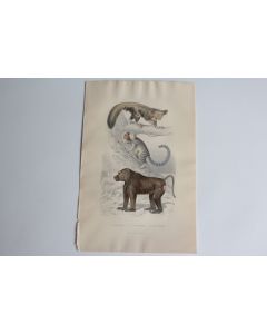 Gravure BUFFON Aye-Aye Ouistiti Papion Singes XIXe siècle