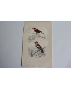 Gravure BUFFON Bec-croisé Gros-bec Oiseaux XIXe siècle