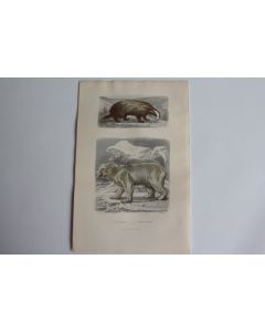 Gravure BUFFON Blaireau Ours blanc XIXe siècle