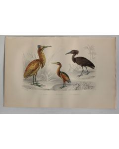 Gravure BUFFON Butor Blongios Ombrette Oiseaux XIXe siècle