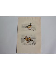 Gravure BUFFON Canard Huppé Sarcelle de Chine Oiseaux XIXe siècle