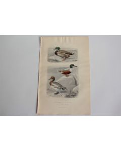 Gravure BUFFON Canard Souchet Canard Siffleur Oiseaux XIXe siècle