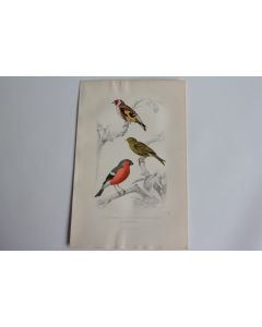 Gravure BUFFON Chardonneret Serin Bouvreuil Oiseaux XIXe siècle