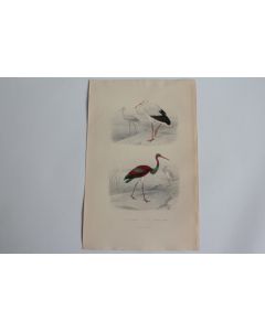Gravure BUFFON Cigogne Cigogne noire Oiseaux XIXe siècle