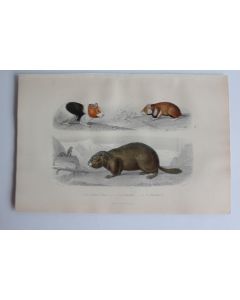 Gravure BUFFON Cochon d'Inde Hamster Marmotte XIXe siècle