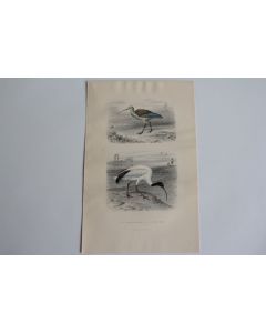 Gravure BUFFON Courlis Ibis Oiseaux XIXe siècle