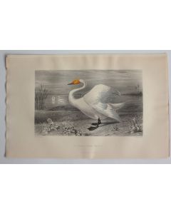 Gravure BUFFON Cygne Oiseaux XIXe siècle