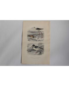 Gravure BUFFON Échasse Tourne-pierre Huîtrier Oiseaux XIXe siècle