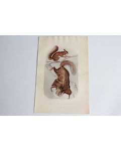 Gravure BUFFON écureuil commun écureuil volant XIXe siècle