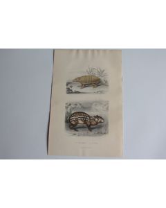 Gravure BUFFON Encoubert Paca XIXe siècle