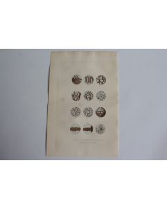 Gravure BUFFON Filaments liqueur spermatique chez l'Homme XIXe siècle