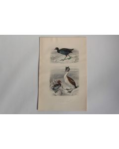 Gravure BUFFON Foulque Grèbe Castagneux Oiseaux XIXe siècle