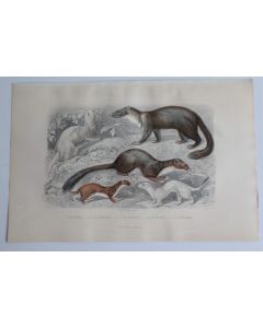 Gravure BUFFON Furet Belette Fouine Marte Hermine XIXe siècle