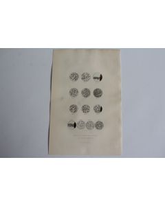 Gravure BUFFON Globules liqueurs séminales XIXe siècle