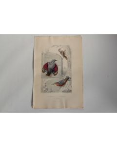 Gravure BUFFON Grimpereau Sittelle Oiseaux XIXe siècle