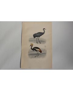 Gravure BUFFON Grue Oiseau-Royal Oiseaux XIXe siècle