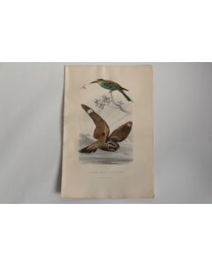 Gravure BUFFON Guêpier d'Europe Engoulevent Oiseaux XIXe siècle