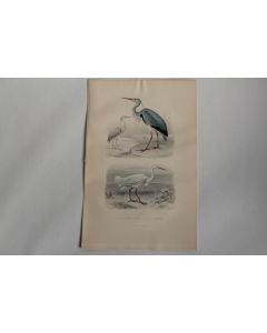 Gravure BUFFON Héron Commun Aigrette Oiseaux XIXe siècle