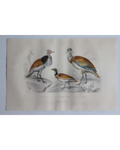 Gravure BUFFON Houbara Outarde Oiseaux XIXe siècle