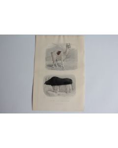 Gravure BUFFON Lama Vache de Tartarie XIXe siècle