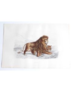 Gravure BUFFON Le LionXIXe siècle