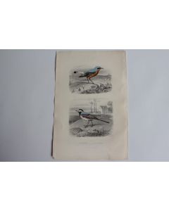Gravure BUFFON Le Motteux La Lavandière Oiseaux XIXe siècle