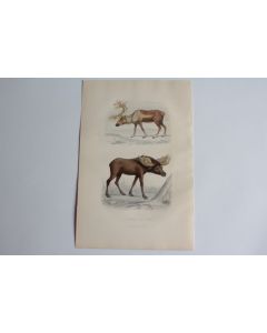 Gravure BUFFON Le Renne L'Élan XIXe siècle