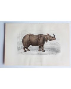 Gravure BUFFON Le Rhinocéros XIXe siècle
