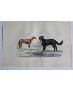 Gravure BUFFON Lévrier de Hongrie Terre-Neuve Chiens XIXe siècle