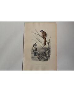 Gravure BUFFON Mésange moustache Huppée Oiseaux XIXe siècle