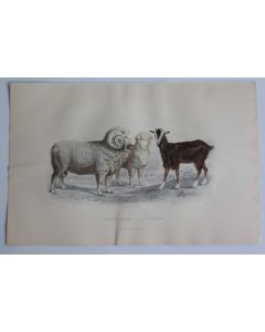 Gravure BUFFON Moutons Mérinos Chèvre XIXe siècle