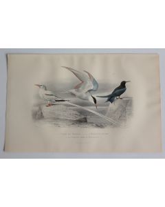 Gravure BUFFON Oiseau Tropiques Hirondelle de mer Guifette XIXe siècle