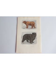 Gravure BUFFON Ours brun Ours noir XIXe siècle