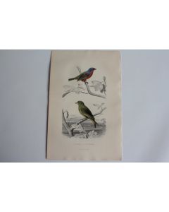 Gravure BUFFON Pape Verdier Oiseaux XIXe siècle