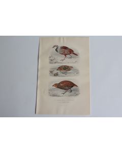 Gravure BUFFON Perdrix rouge Caille Perdrix grise Oiseaux XIXe siècle