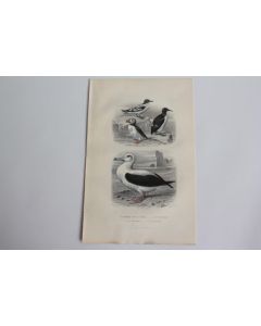Gravure BUFFON Pétrei Guillemot Macareux Albatros Oiseaux XIXe siècle