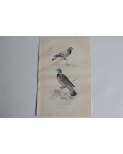 Gravure BUFFON Pigeons Biset Ramier Oiseaux XIXe siècle