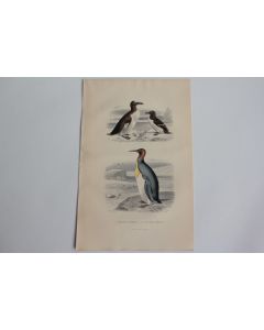 Gravure BUFFON Pingouins communs Grand Manchot Oiseaux XIXe siècle