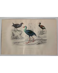 Gravure BUFFON Poule d'eau Poule Sultane Jacana Oiseaux XIXe siècle