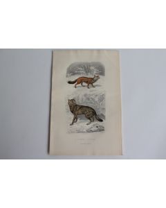 Gravure BUFFON Renard Loup XIXe siècle