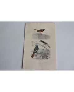 Gravure BUFFON Rossignol Bec-figue Rouge-queue Oiseaux XIXe siècle