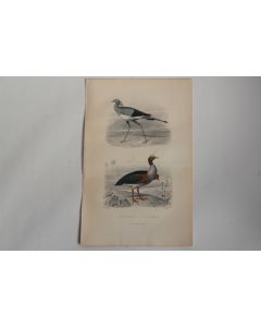 Gravure BUFFON Secrétaire Kamichi Oiseaux XIXe siècle