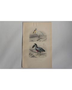 Gravure BUFFON Spatule Savacou Oiseaux XIXe siècle