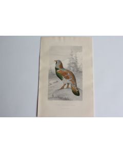 Gravure BUFFON Tétras Grand coq de Bruyère Oiseaux XIXe siècle